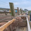 스테이새별 민박 | 아기랑 제주도 여행 ⑨ 새별프렌즈 방문 후기 | 15개월 아이가 정말 좋아했던 제주 동물 체험 후기
