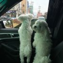 박여진애견미용실 이미지