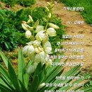 가시 (용설란/10월시제) 이미지