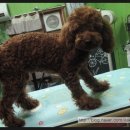 마론애견 이미지