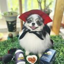 ❤️‍🔥반려견 관절, 지금 안 챙기면 늦습니다! 🧛🏻