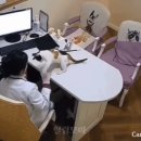 고양이 진료중에 한바탕 하는 수의사 CCTV ㄷㄷㄷ.gif 이미지