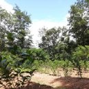 미소 농장 이미지