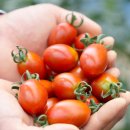 부자농장 이미지