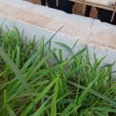 야콘부부농장 이미지