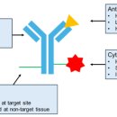 엔도메딕스 | [전문기술] Antibody-drug conjugates (ADC) 항암치료제 최신 동향