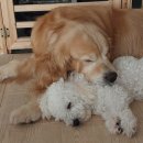 펫더헤븐 이미지