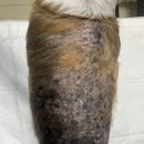 코끼리 동물병원 이미지