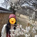 동춘당공원 | 봄을 알리는 매화꽃 명소 대전 동춘당공원~♡