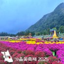 인제17-2 | 강원도 가을 축제 인제 가을꽃축제 뚜벅이 여행