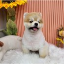 릴리줄리살롱 | [강남/애견미용] &#34;릴리줄리살롱&#34; 포메 곰돌이컷 후기 ♡ 애견미용 잘하는곳 추천