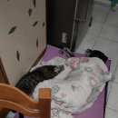 강아지세상 고양이세상 이미지