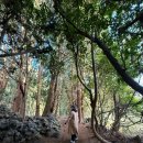 비밀의숲 | 제주 비밀의숲 솔직후기 | 제주 구좌 숲 포토존 (입장료·산책코스)