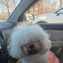 소담 살롱 | 소담이 비숑전체미용 후기｜안다펫살롱 픽드랍 가능한 애견미용전문샵