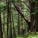 웰니스 코리아 이미지