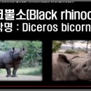 학을땐다. 코뿔소 .무쏘 우리사료에나오는데 .... 이미지