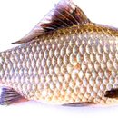 어류도감 이미지