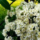 #오늘의탄생화-(1월27일) 🌸 마가목(Sorbus) 이미지