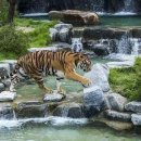 달려라호랑이 이미지