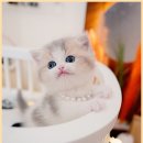 메종드센텀 이미지