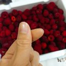송라보경산딸기