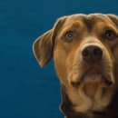 A dog's (어독스) 네이버블로그