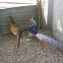 금성농장 이미지