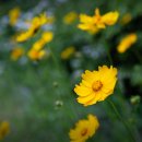 예쁜 노란꽃 큰 금계국(금계화) 꽃말/효능 이미지