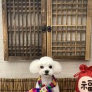 멍멍토리 이미지