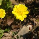 고로쇠마을 이미지