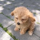 8월의 강아지 네이버블로그
