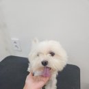 애견미용실 이미지