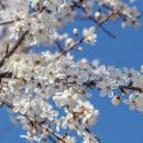 매화다리길 이미지