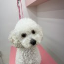 미용하는 강아지 살롱 이미지