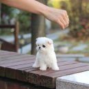 UR(파주시)-[와석순환로]-하-29 | 파주강아지분양 말티즈 미모부터 건강까지!