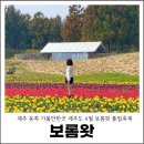 영화꽃화원 | 제주 동쪽 가볼만한곳 제주도 4월 보롬왓 튤립축제 월간남친 촬영지
