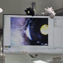 인메디칼 | 11살 노견 눈건강을 위한 강아지 백내장 영양제, 페노비스 '인캡슐 루테인' 급여후기