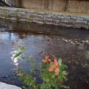 온천천변길 이미지