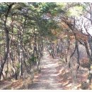 솔마루길 대공원산 Daum카페