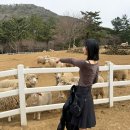 누리목장 | 남해 여행 가볼만한곳 양떼목장 양마르뜨언덕 체험 가격 및 후기