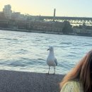 오페라노래방 | [호주여행] 5일차 - 시드니 라벤더 하우스, 오페라하우스, 미세스 맥쿼리포인트 Mrs Macquaries Point...