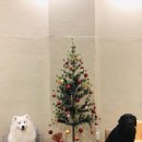전주애견유치원고마워복실아