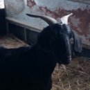 태성농장3 이미지