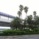 안개로가로수 이미지