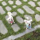 산책동물병원 이미지