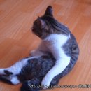 레오그루밍 이미지