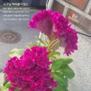 아이들의 꿈 이미지