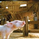 팔형제 농장 이미지