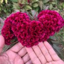 ROSA펜션 이미지