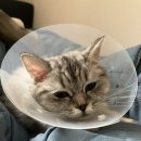 온누리 동물의료센터 이미지